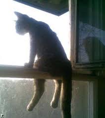  кот.jpg