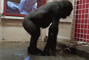 gifs_08.gif