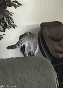 10.gif
