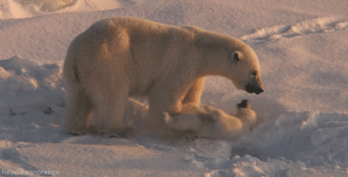  мишки.gif