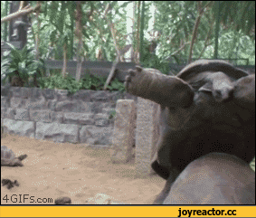 .gif