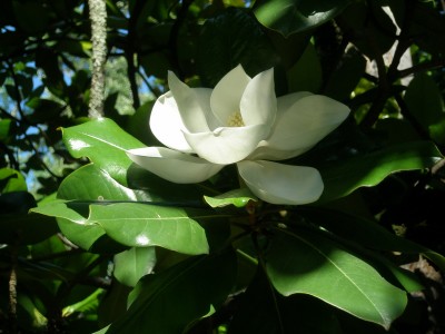 P7060081.jpg (410.72 Кб) Просмотров: 22945 P7060081.jpg