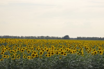 _DSC0023.jpg (573.75 Кб) Просмотров: 14883 _DSC0023.jpg
