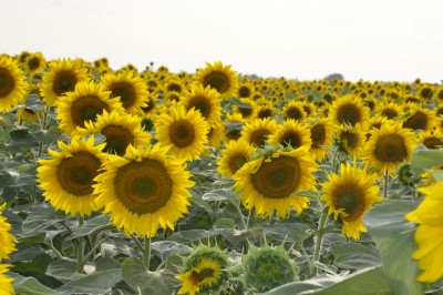 _DSC0003.jpg (609.85 Кб) Просмотров: 11378 _DSC0003.jpg