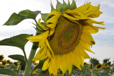 _DSC0012.jpg (553.17 Кб) Просмотров: 11386 _DSC0012.jpg