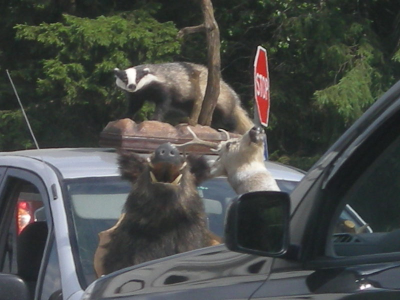 DSCN8664.JPG (162.17 Кб) Просмотров: 15730 DSCN8664.JPG