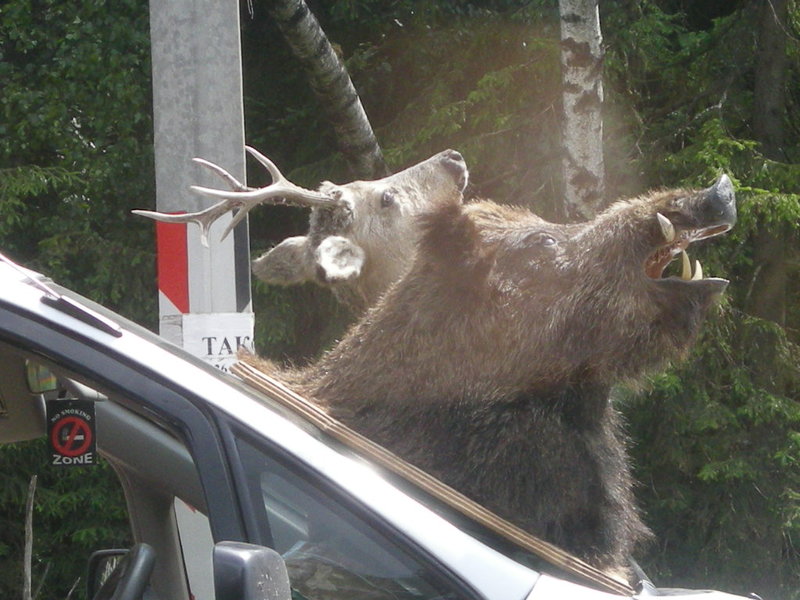 DSCN8666.JPG (194.85 Кб) Просмотров: 15739 DSCN8666.JPG